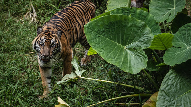 Indonesia's Zoo Animals Face Food Shortage Amid The Coronavirus Pandemic 
