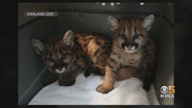 mountain-lion-kittens-oakland-zoo.jpg 