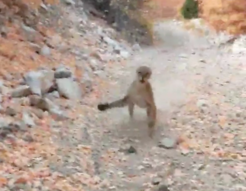 Hiker Films Terrifying 6-Minute Cougar Chase: 'Thought I Was Done