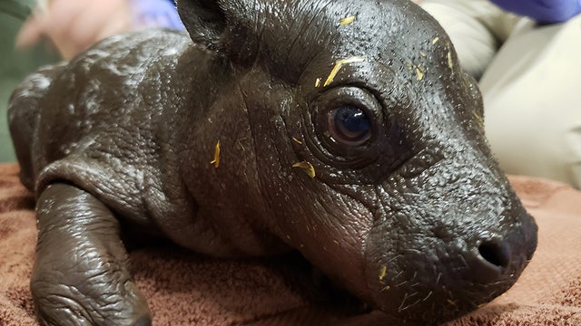 pygmy hippo zoo 