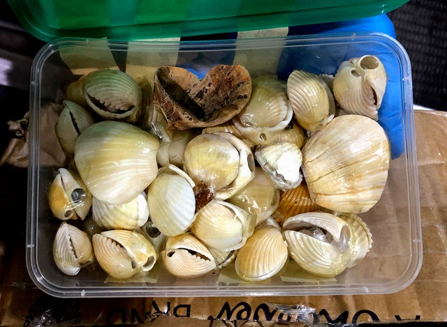 BAL Seashell Hash1L 093020 