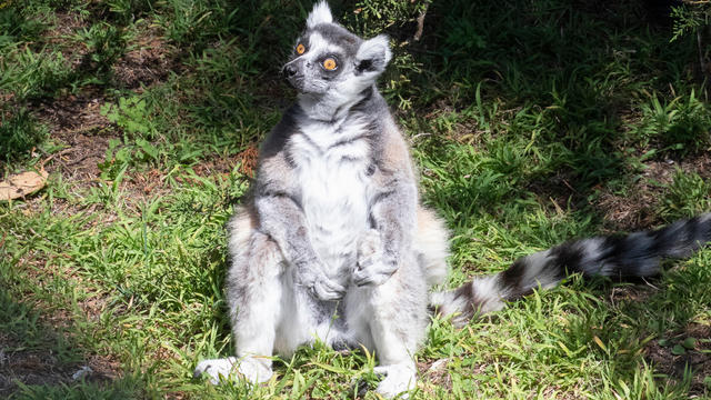 SF-Zoo-missing-lemur-Maki-credit-Marianne-Hale.jpg 