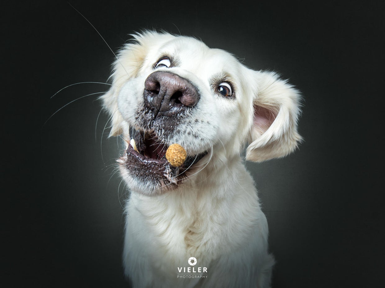 Just 54 photos of dogs getting treats