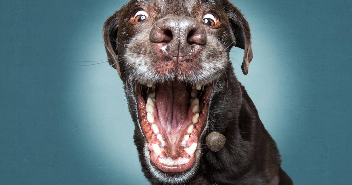 Just 54 photos of dogs getting treats
