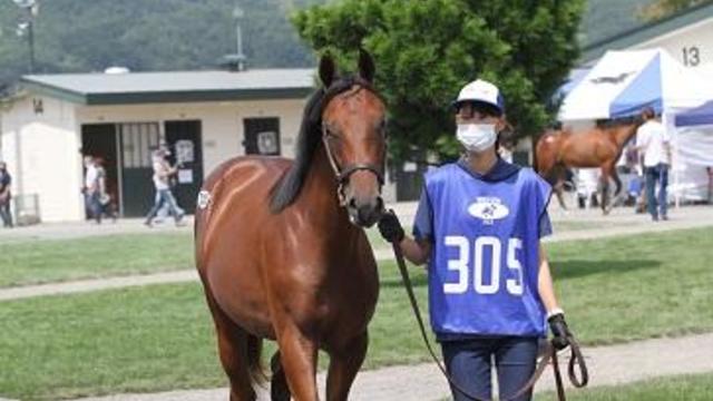 japan-kento-horse.jpg 