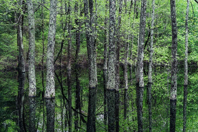Trees growing from a swampy pool of water 