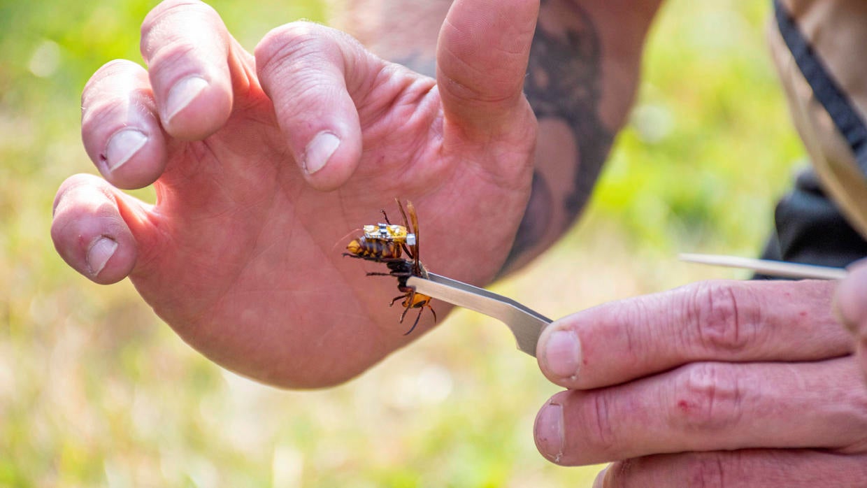 "Murder Hornets" In America: What You Need To Know