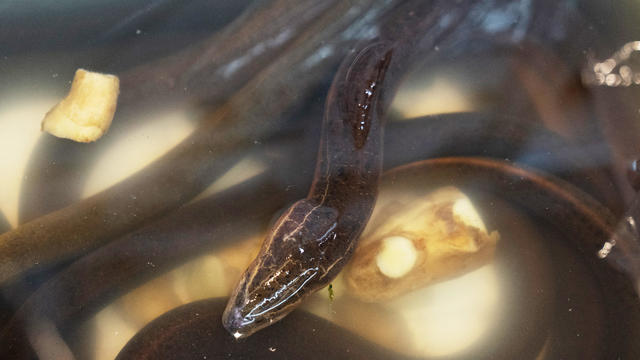 Asian Swamp Eels 