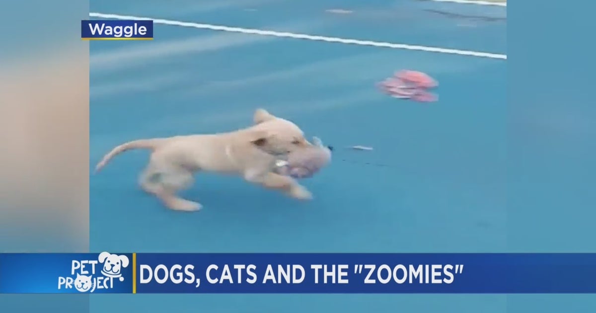 CBS3 Pet Project What It Means When Your Dog, Cat Gets The 'Zoomies