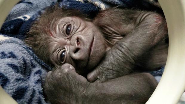 western lowland gorilla baby rests in incubator shortly after birth 