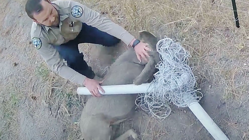Deer Tangled In Sports Net In Black Forest Cut Free By Colorado Parks ...