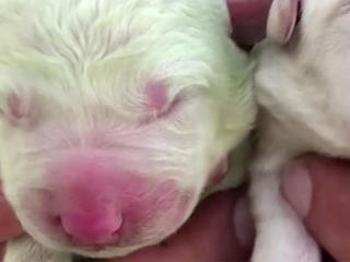 Puppy with green store fur