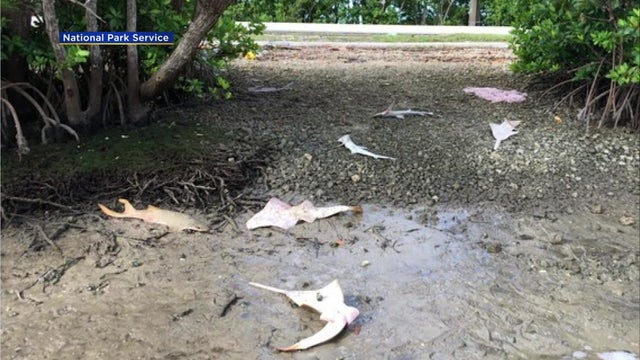 endangered-sawfish-found-dead-pics_1.jpg 