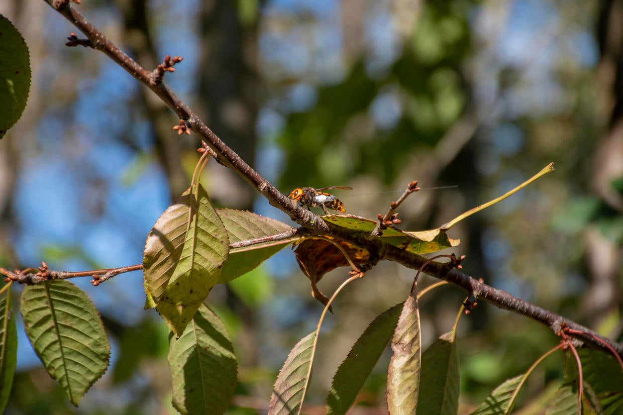 "Murder Hornets" In America: What You Need To Know