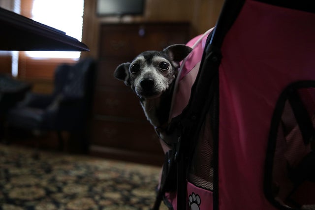 U.S. Department Of Interior Holds A Take Your Dog To Work Day 