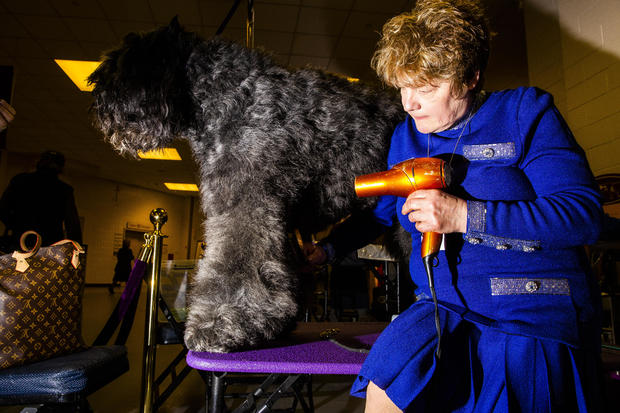 Inside The 143rd Westminster Kennel Club Dog Show 