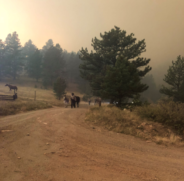 Donkey &amp; Draft Horse 3 (Ochs evacuation, credit Boulder County Parks &amp; Open Space) 