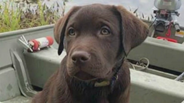 New Hampshire Fish ANd Game Dog 