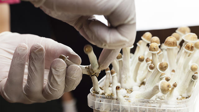 GettyImages-psilocybin-mushrooms-1178534783.jpg 