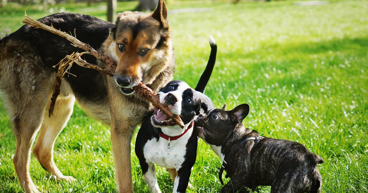 Animal services learn dogs’ personalities through perform, very easily match to furover households