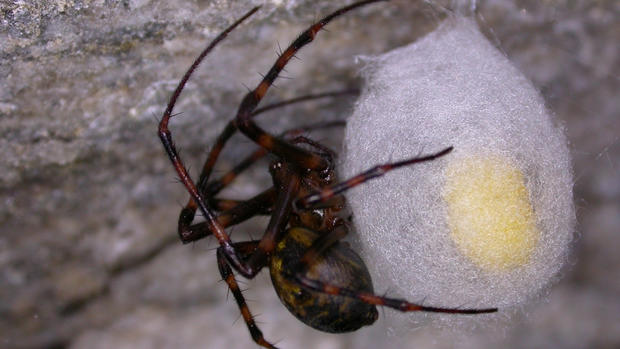 cave orb weaver spider 