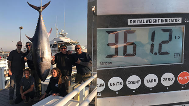 361.2 pound tuna 