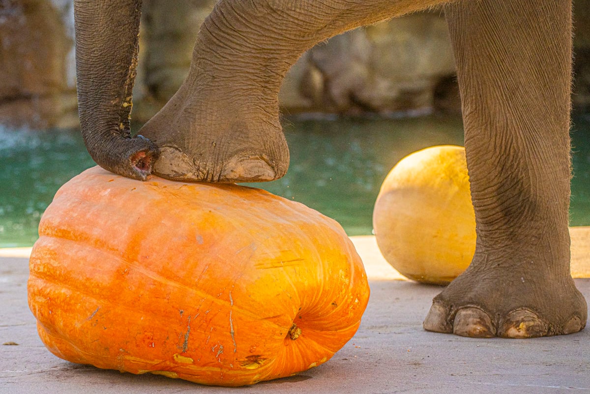 'Squish The Squash' Denver Zoo Elephants Help Foot $1 Million Food Bill ...