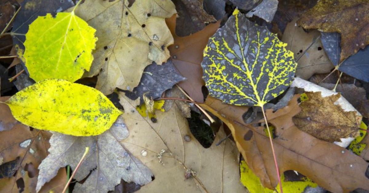 Tired of your leaf bag tipping over? - 100 Things 2 Do