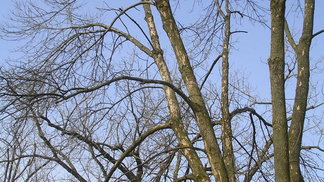 Woodpecker-damage-Crown.jpg 
