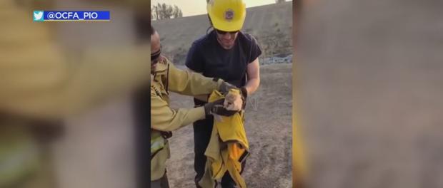 Barn Owl Rescued From Silverado Fire 