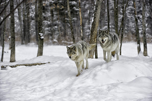 Two timber wolves walking in forest 