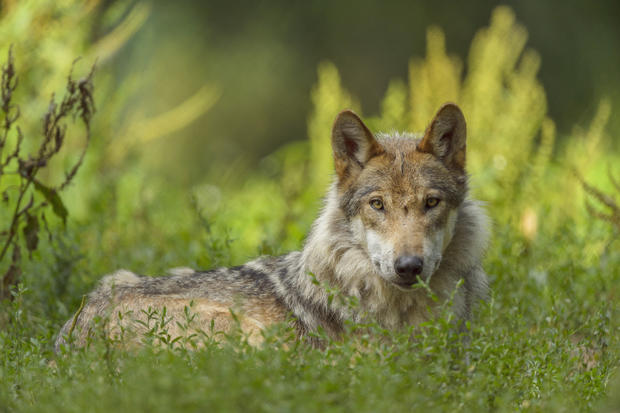 European Gray Wolf, Canis lupus lupus 