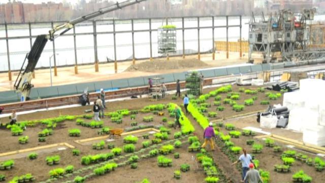 cbsn-fusion-brooklyn-grange-rooftop-farms-design-build-arm-cultivates-green-roof-movement-thumbnail-576846-640x360.jpg 