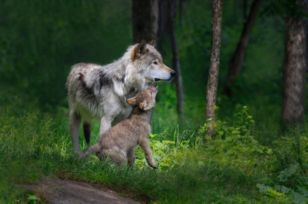 Grey wolf mother with her young pup 