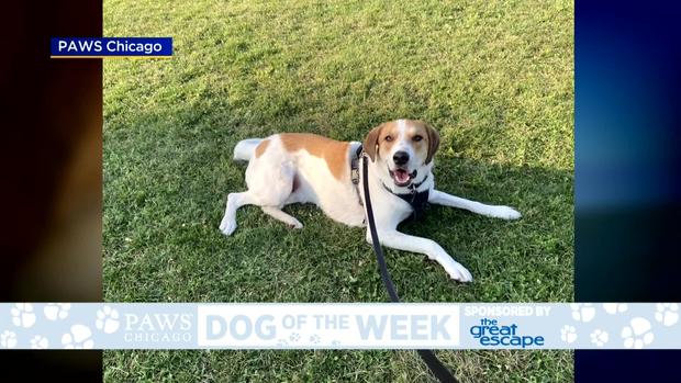 PAWS Dog Of The Week 
