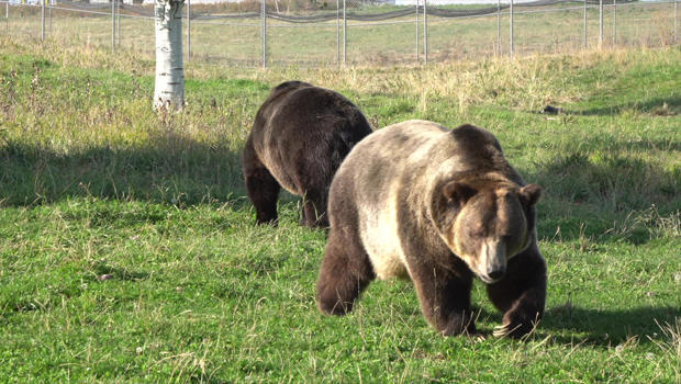 grizzly-bears-a-620.jpg 