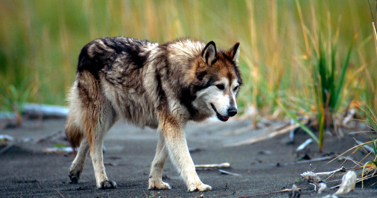 Authorities Warn Of Wolf Hybrids Wandering In Monterey County ...
