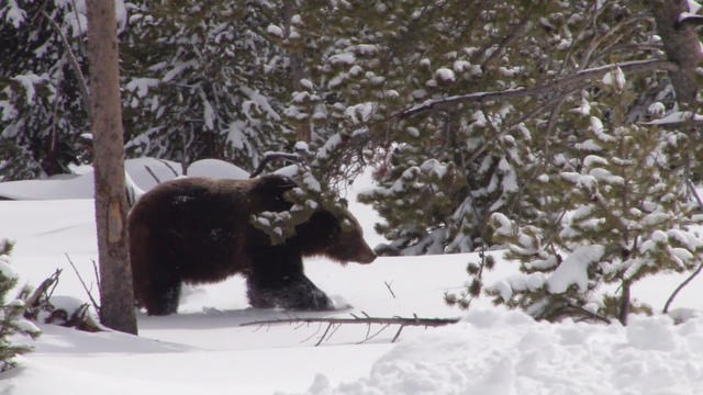 bearhibernation1920-578310-640x360.jpg 