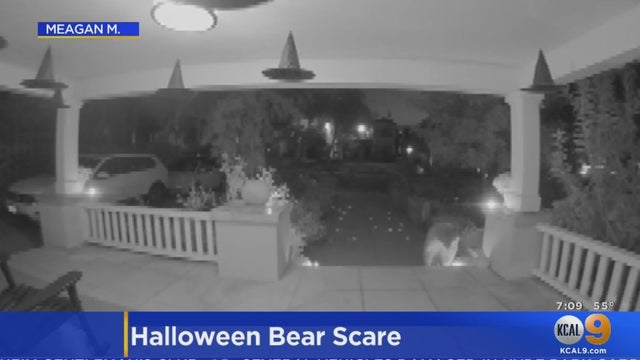 Halloween-Bear.jpg 