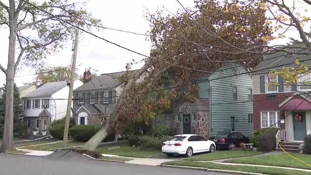 New Jersey Tree Down 