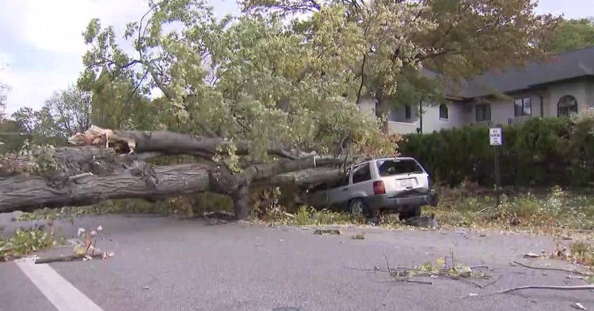 High Winds Bring Down Trees, Power Lines Across New Jersey - CBS New York