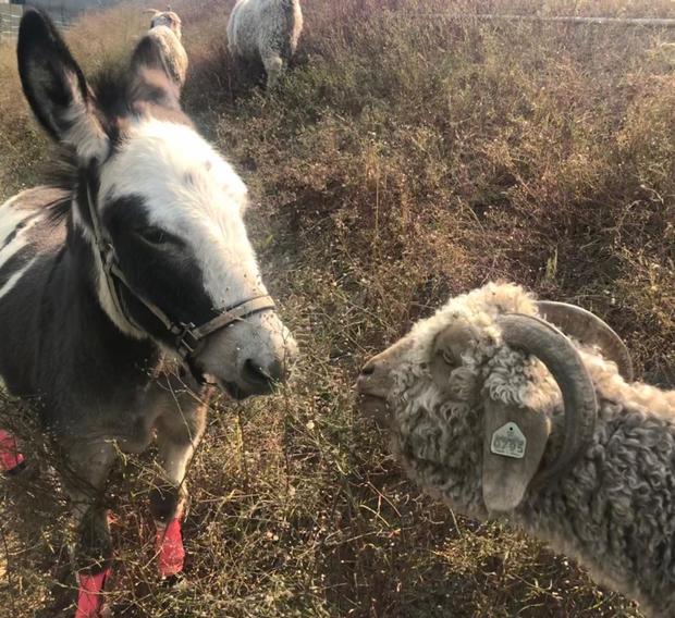 goat and miniature donkey 