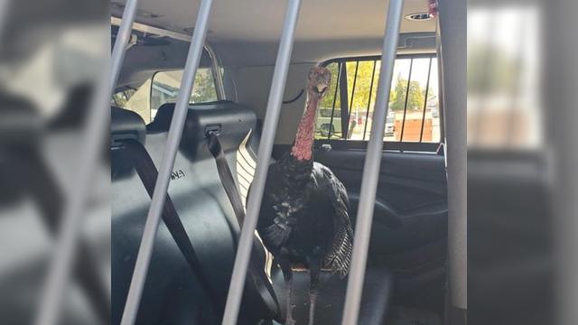 turkey-arrest-roseville.jpg 