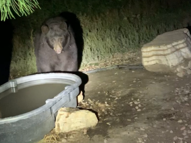black bear being fed credit Colorado Parks Wildife 