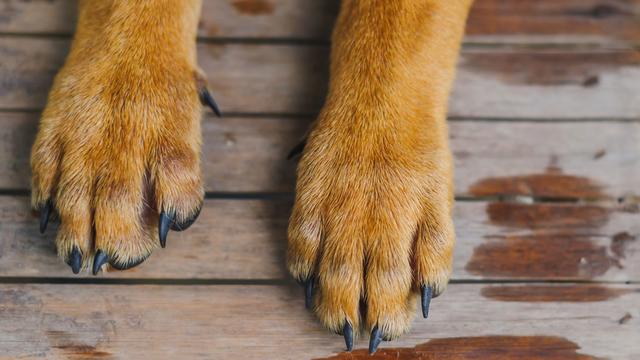 dog-paws.jpg 