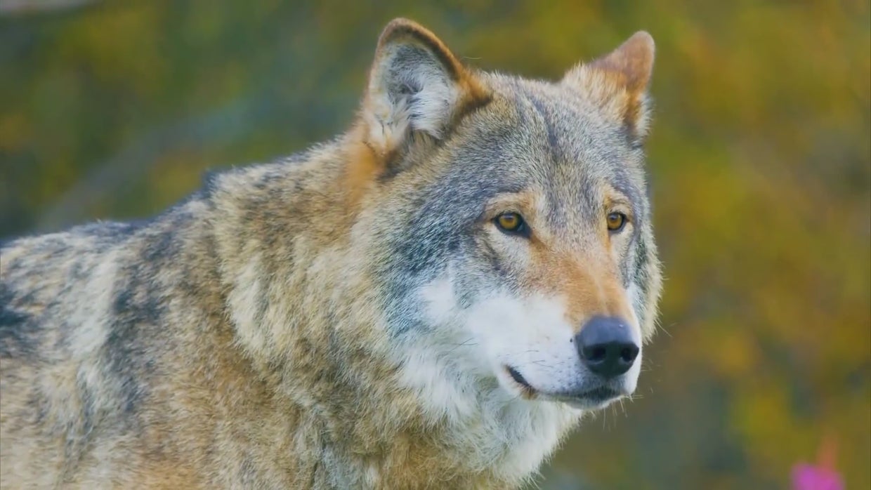 Colorado Parks Wildlife Reintroduction Of Wolves Advisory Group 
