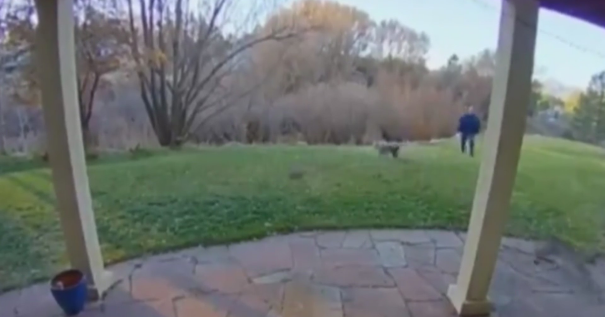 Caught On Video: 2 Speedy Bobcats Scared Off By Colorado Man After They