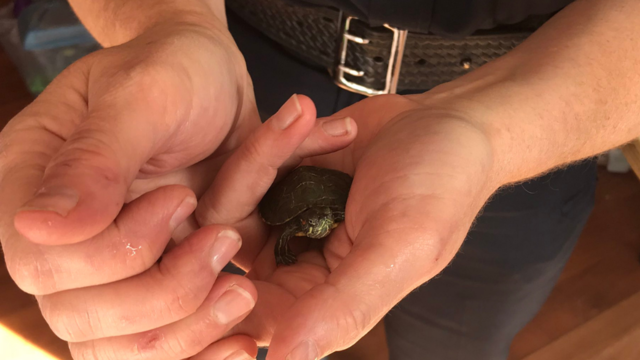 pittsburgh-turtle-hatchling-bust.png 