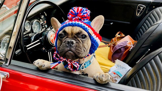 pup-mayor.jpg 