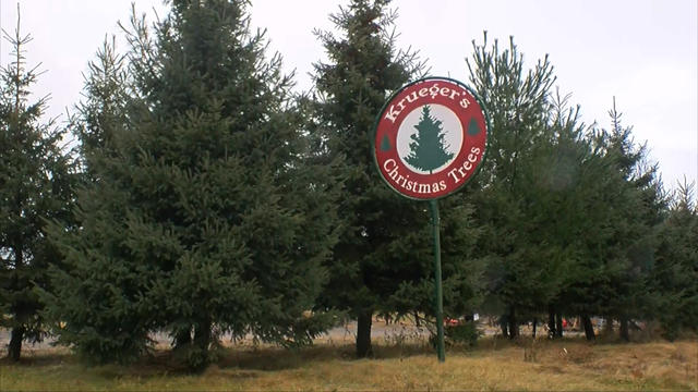 Kruegers-Christmas-Tree-Farm-In-Lake-Elmo.jpg 